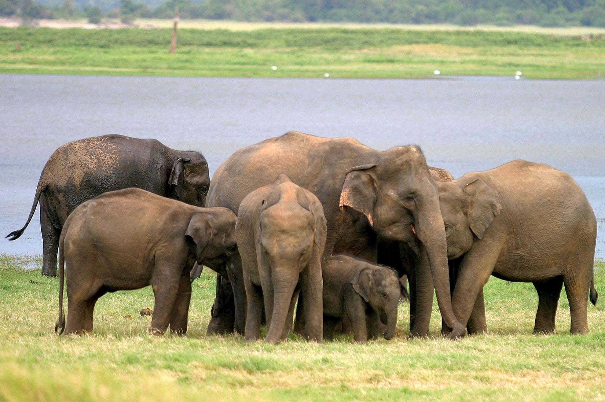 Group Tours Luxury Holidays Inc Minneriya National Park Transindus