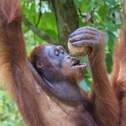 Wonders of Borneo