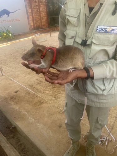 APOPO Visitor Centre (Rat Museum)
