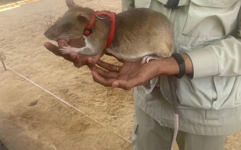Seim Reip Rats APOPO Visitor Center Siem Reap Rat Museum Experience