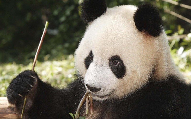 Giant Panda in Chengu, China