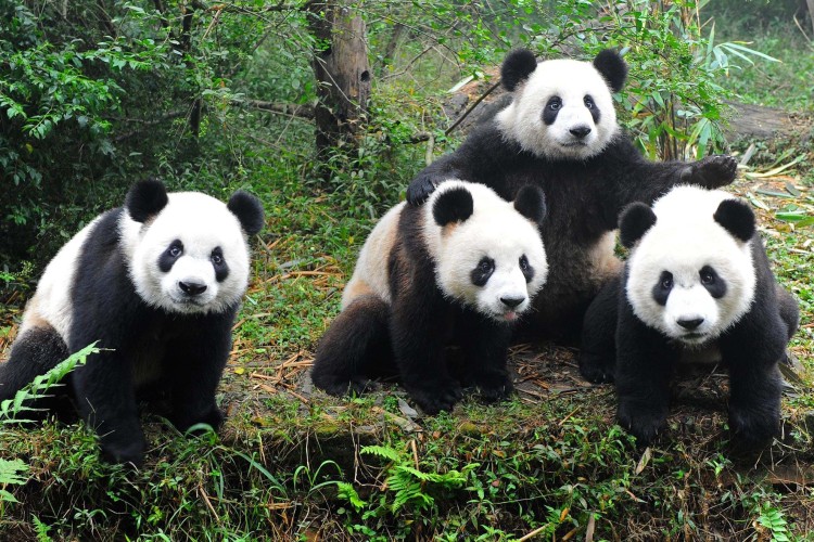 Giant pandas posing for camera in Chengdu China