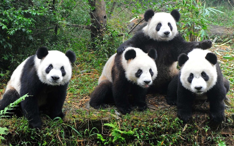 Giant pandas posing for camera in Chengdu China