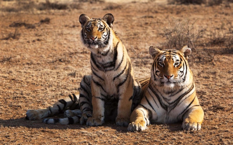 Bengal Tigers in the sun