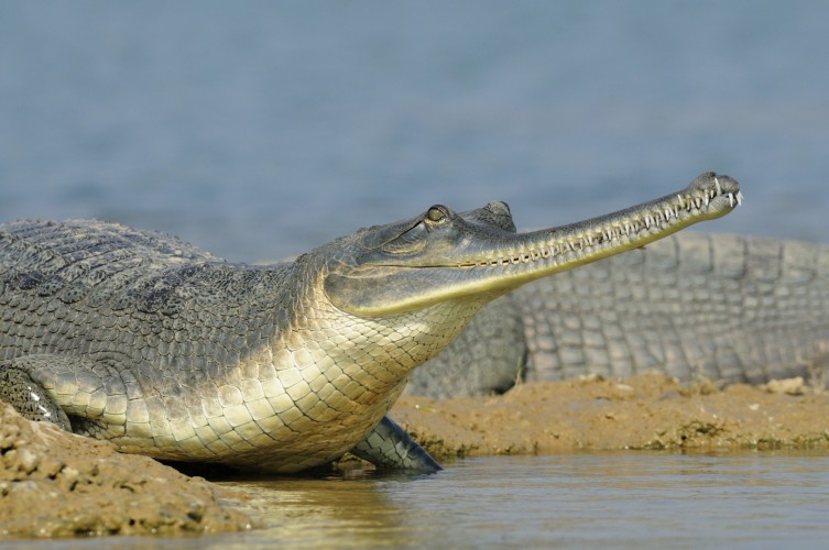 Gharial crocodile in Chambal River