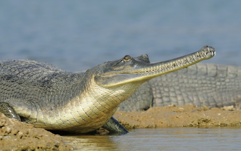 Gharial crocodile in Chambal River