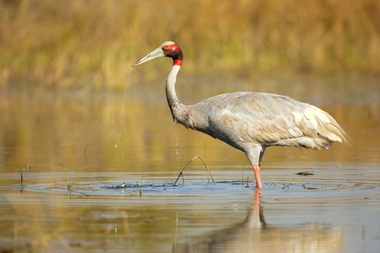 Sarus Crane in Chambal river