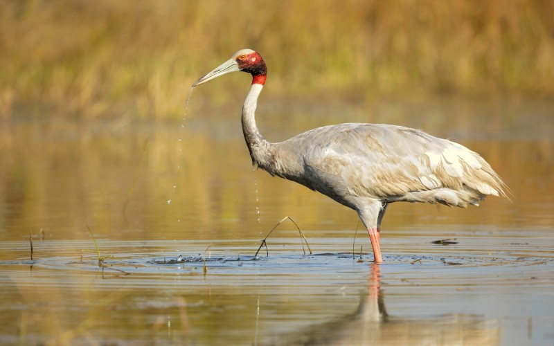 Sarus Crane in Chambal river