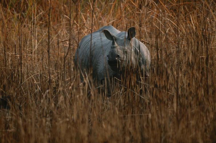 The Indian Rhino in Kaziranga National Park
