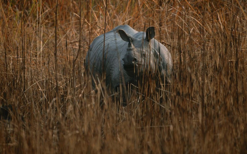 The Indian Rhino in Kaziranga National Park