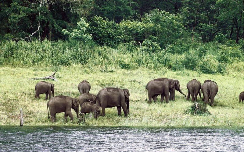 Asian Elephants