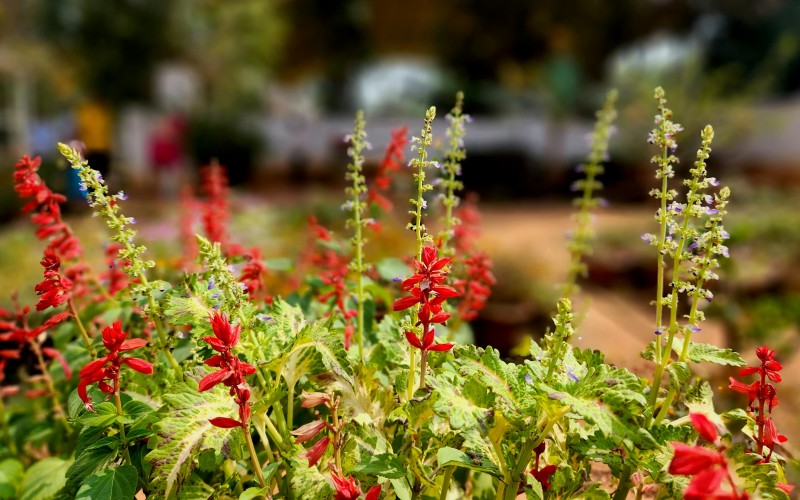 Sacred Plants, Tea, Spices & The Power of Healing