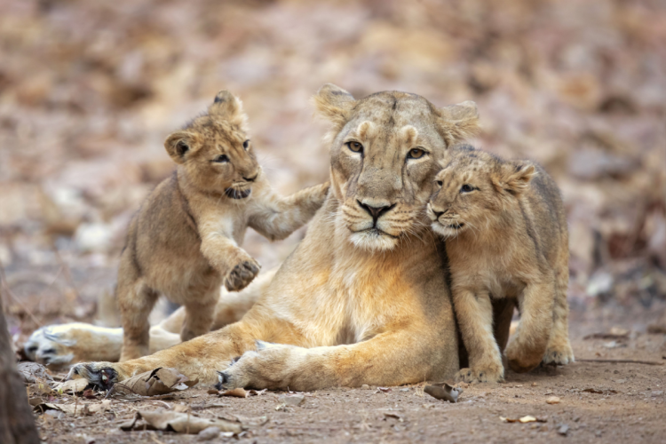 Asiatic Lions in Sasan Gir National Park