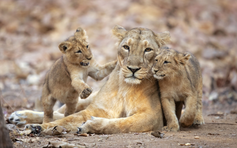 Asiatic Lions in Sasan Gir National Park