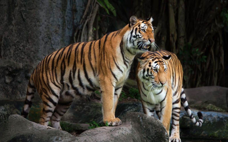 Bengal Tiger in India