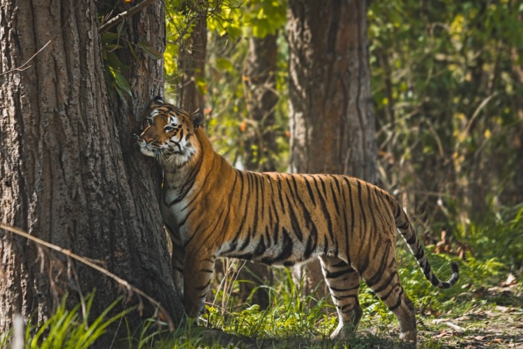 Bengal Tiger in Indian forest