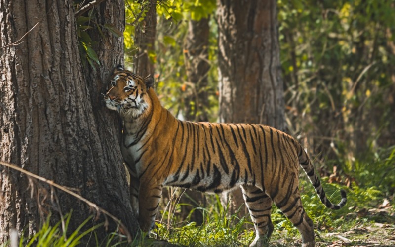Bengal Tiger in Indian forest