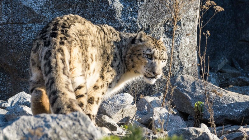 Snow Leopard in Ladakh, India