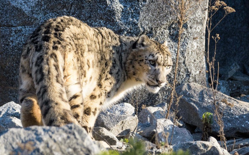Snow Leopard in Ladakh, India