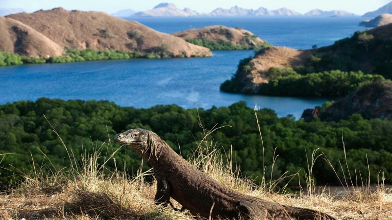Komodo Dragon in front of beautiful viewpoint in Indonesia