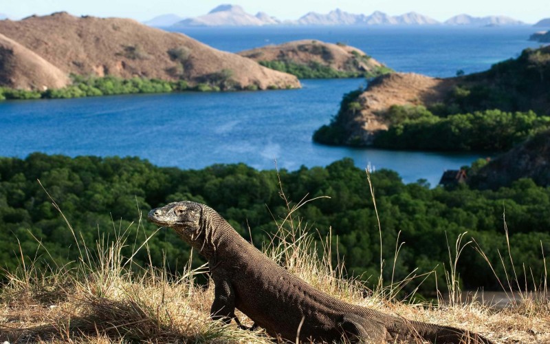 Komodo Dragon in front of beautiful viewpoint in Indonesia