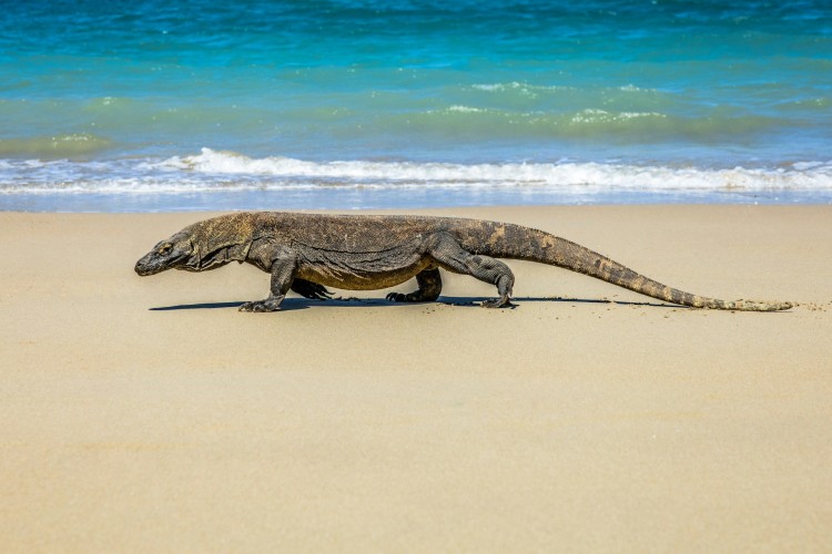 Komodo Dragon on a beach in Indonesia