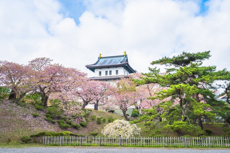 Cherry blossoms flower and garden with pink sakura full blooming branch trees at Matsumae Castle, Hakodate city, Hokkaido, Sapporo