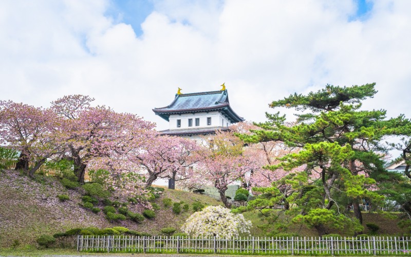 Cherry blossoms flower and garden with pink sakura full blooming branch trees at Matsumae Castle, Hakodate city, Hokkaido, Sapporo