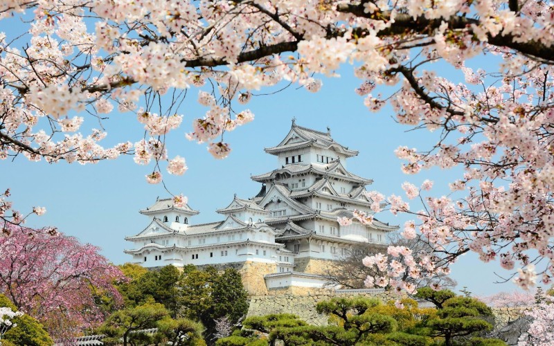 Sakura in Japan