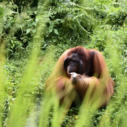 Borneo Sabah