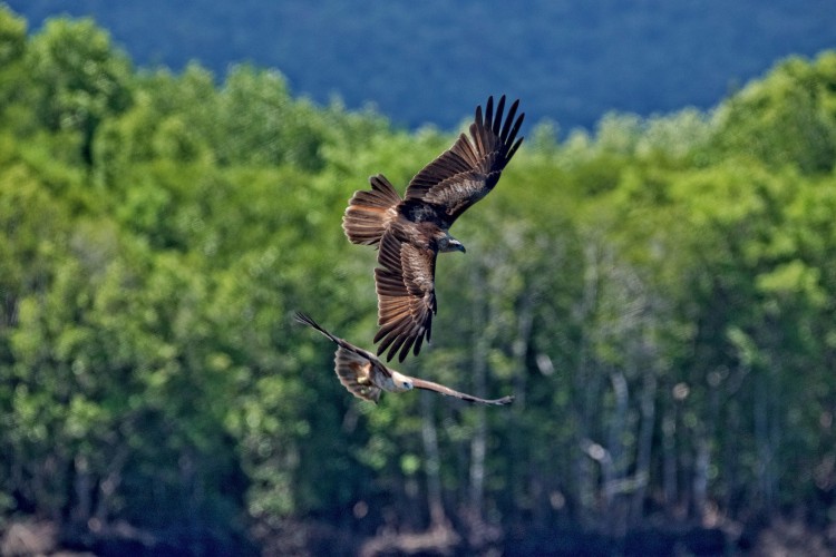 Eagles in Borneo