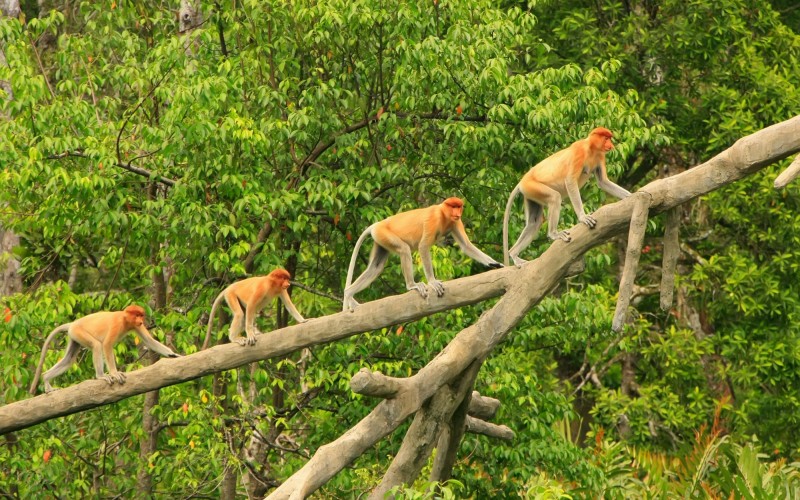 Proboscis monkeys on a tree, Borneo, Malaysia