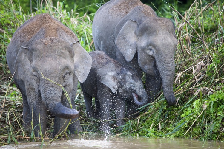 Pygmy elephants on the Kinabatangan River, Sabah, Malaysian Borneo