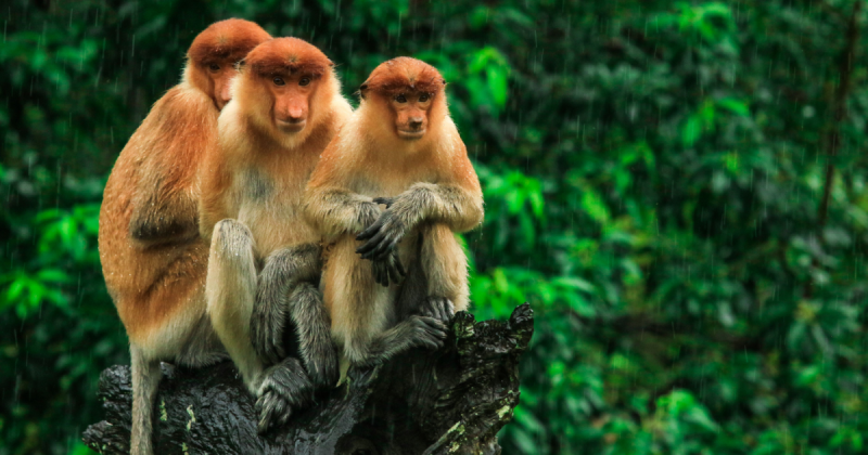 Proboscis monkeys