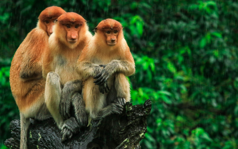 Proboscis monkeys