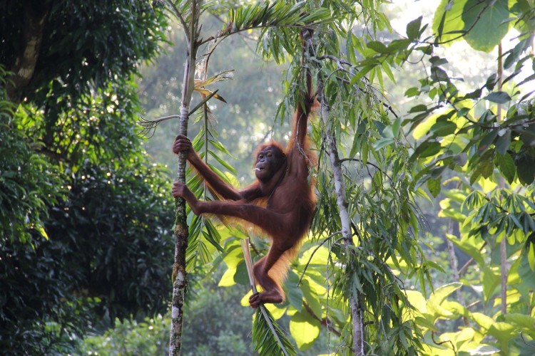 Orangutan swinging through the canopy in Borneo Malaysia
