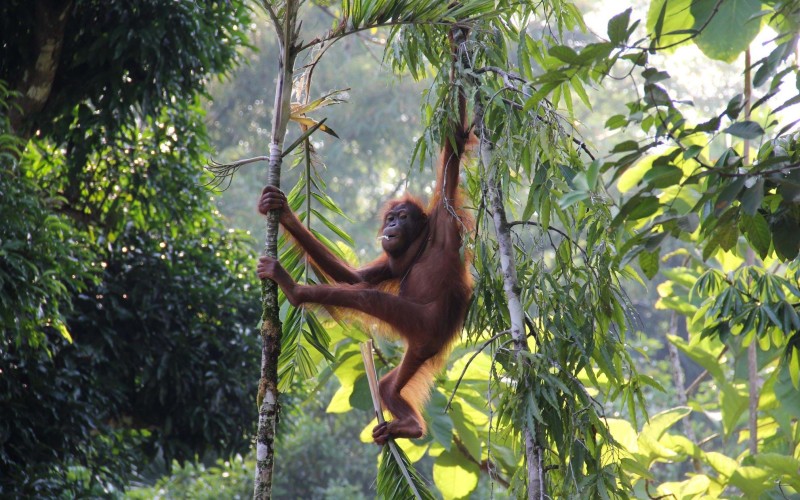 Orangutan swinging through the canopy in Borneo Malaysia