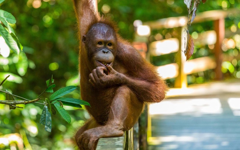 Orangutan in Borneo