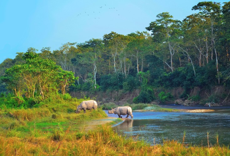 One-horned Rhino in Nepal in the wild