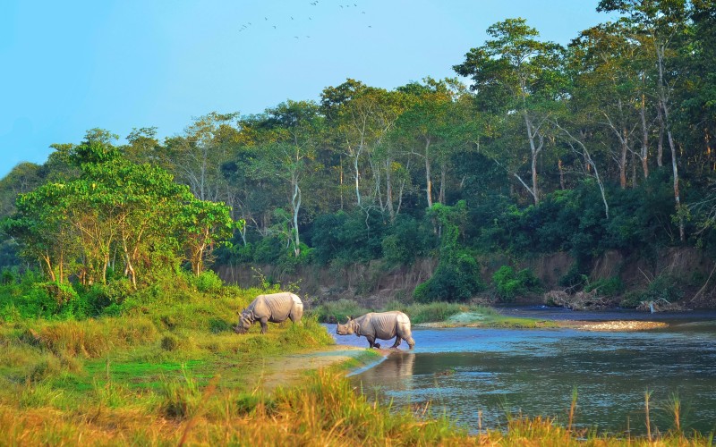 One-horned Rhino in Nepal in the wild
