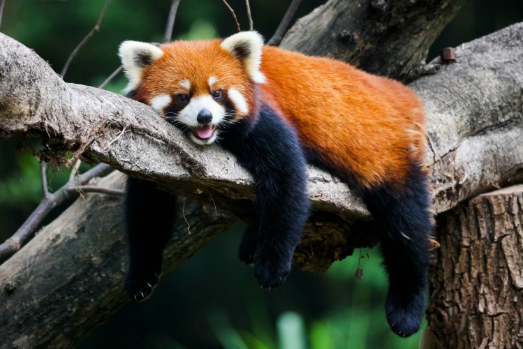 Red Panda in Nepal lying on a branch