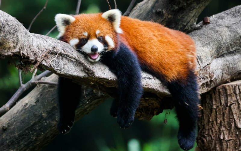 Red Panda in Nepal lying on a branch
