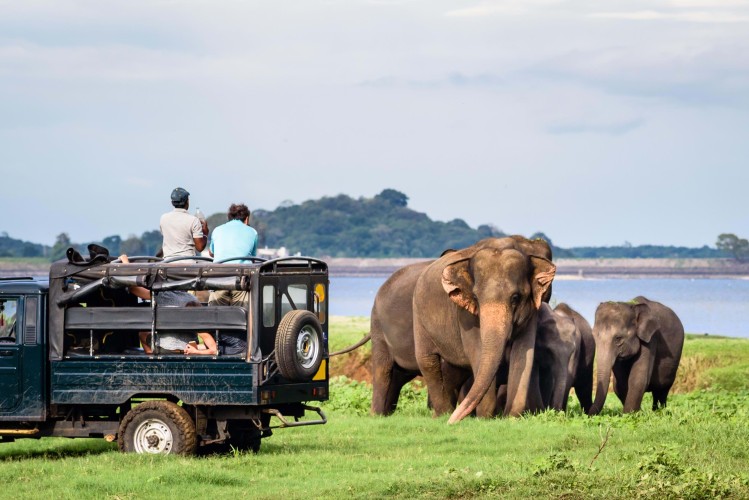 Elephant spotting on a safari in Sri Lanka