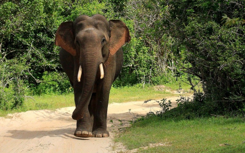 Asian Elephant in Sri Lanka