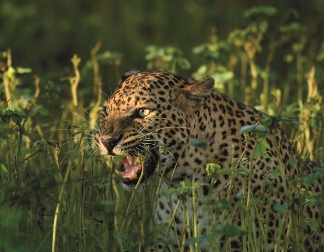 Sri Lankan Leopard