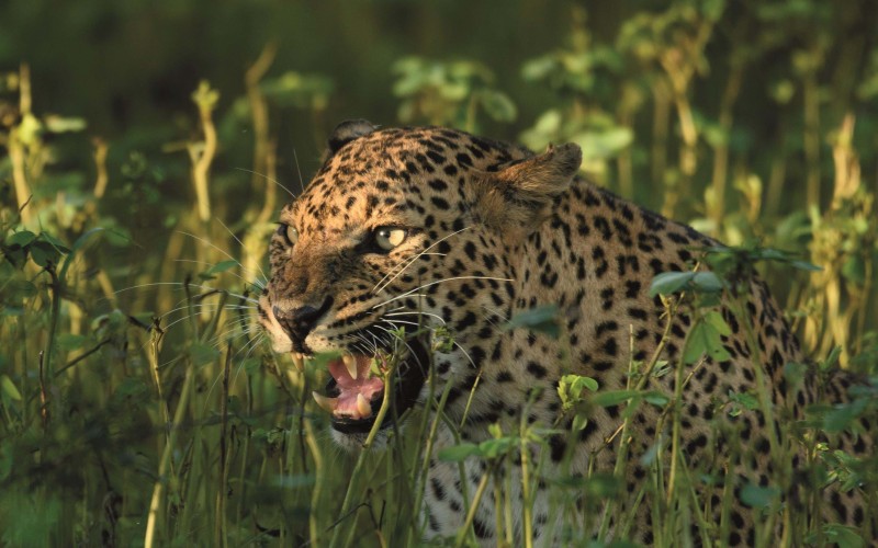 Sri Lankan Leopard