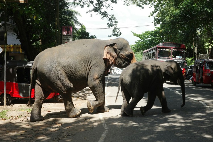 Elephants blocking the road in Sri Lanka