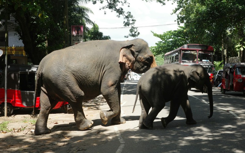 Elephants blocking the road in Sri Lanka