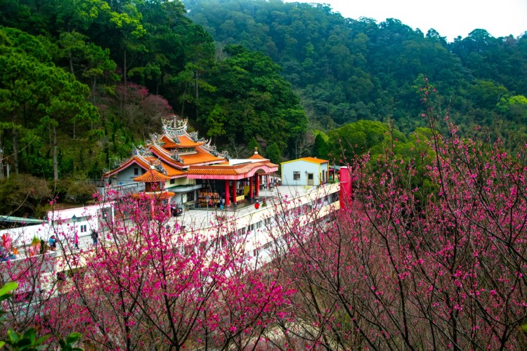 Cherry Blossom in Hsinchu Taiwan
