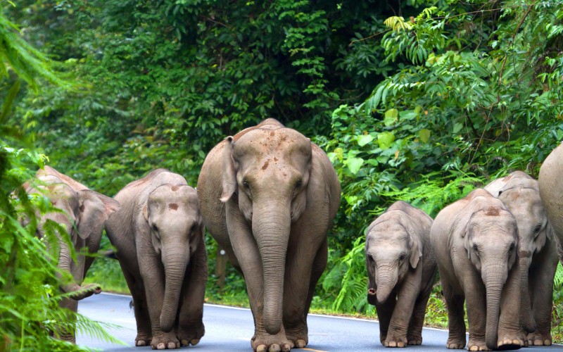 Elephant herd in Khao Yai National Park